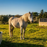 Un éleveur observe son cheval blanc dans une prairie baignée par la lumière dorée du soleil couchant.