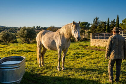 Un éleveur observe son cheval blanc dans une prairie baignée par la lumière dorée du soleil couchant.